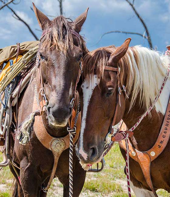 yellowstone-horseback-riding-yrc10 yellowstone-horseback-riding-yrc10