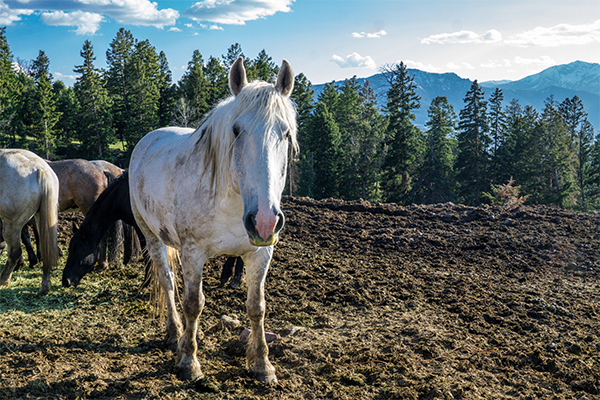 horses on ranch in Yellowstone