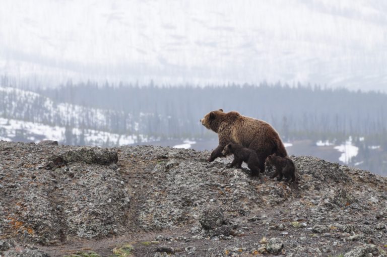 Bear Aware Yellowstone's First Bear Spotting of 2020. Yellowstone