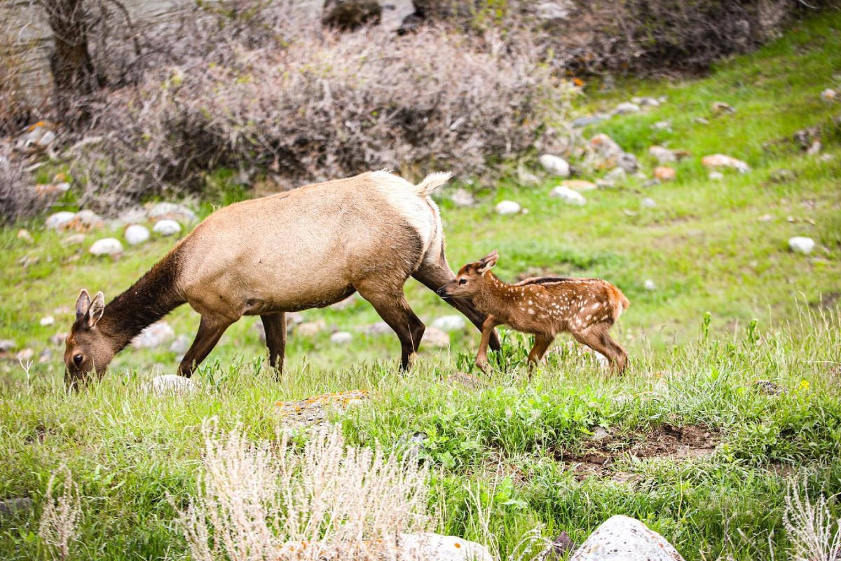 image of wildlife in gardiner montana